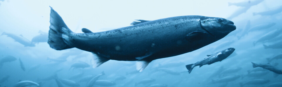 Tekniker Åfjord kommune, Bessaker