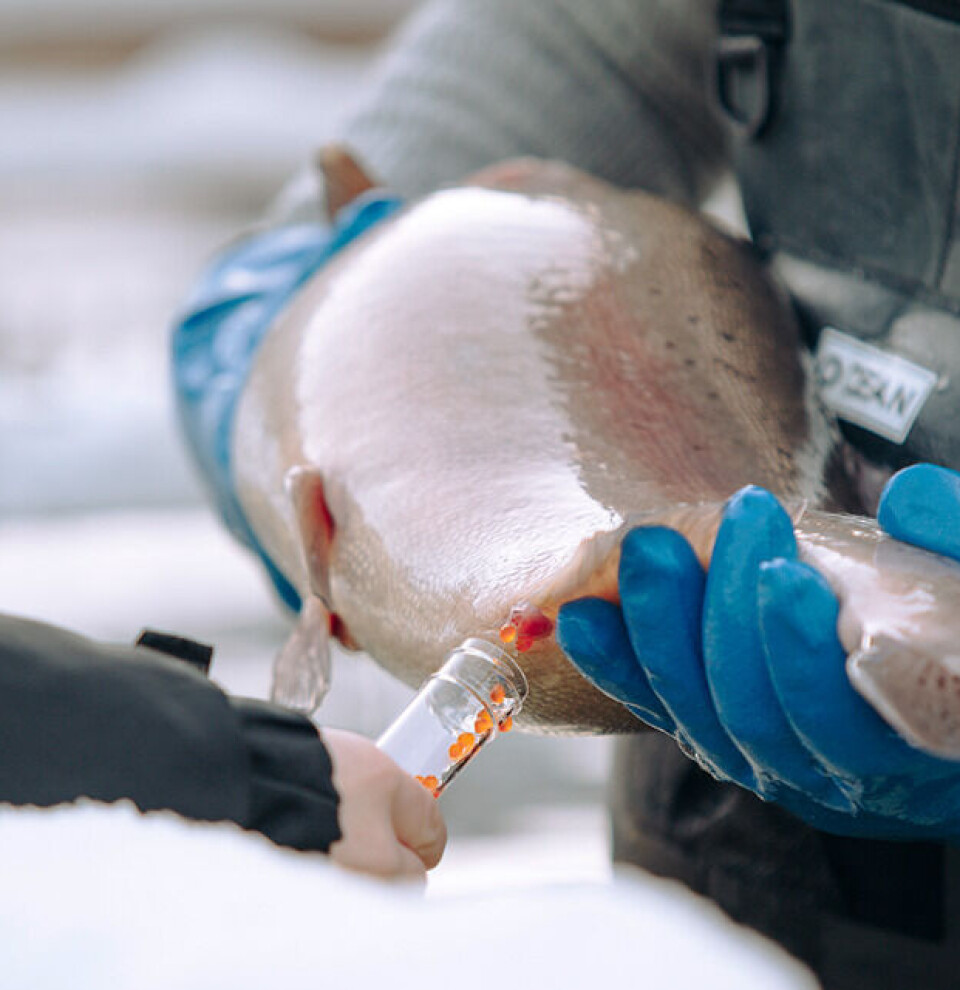 Produksjonsleiar Osland Genetics