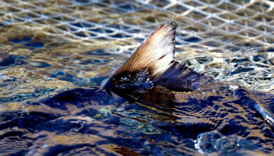 Driftsteknikar/Lokalitetsansvarleg avd. Hardanger